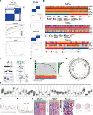 Integrated multiomic analysis reveals disulfidptosis subtypes in glioblastoma: implications for immunotherapy, targeted therapy, and chemotherapy